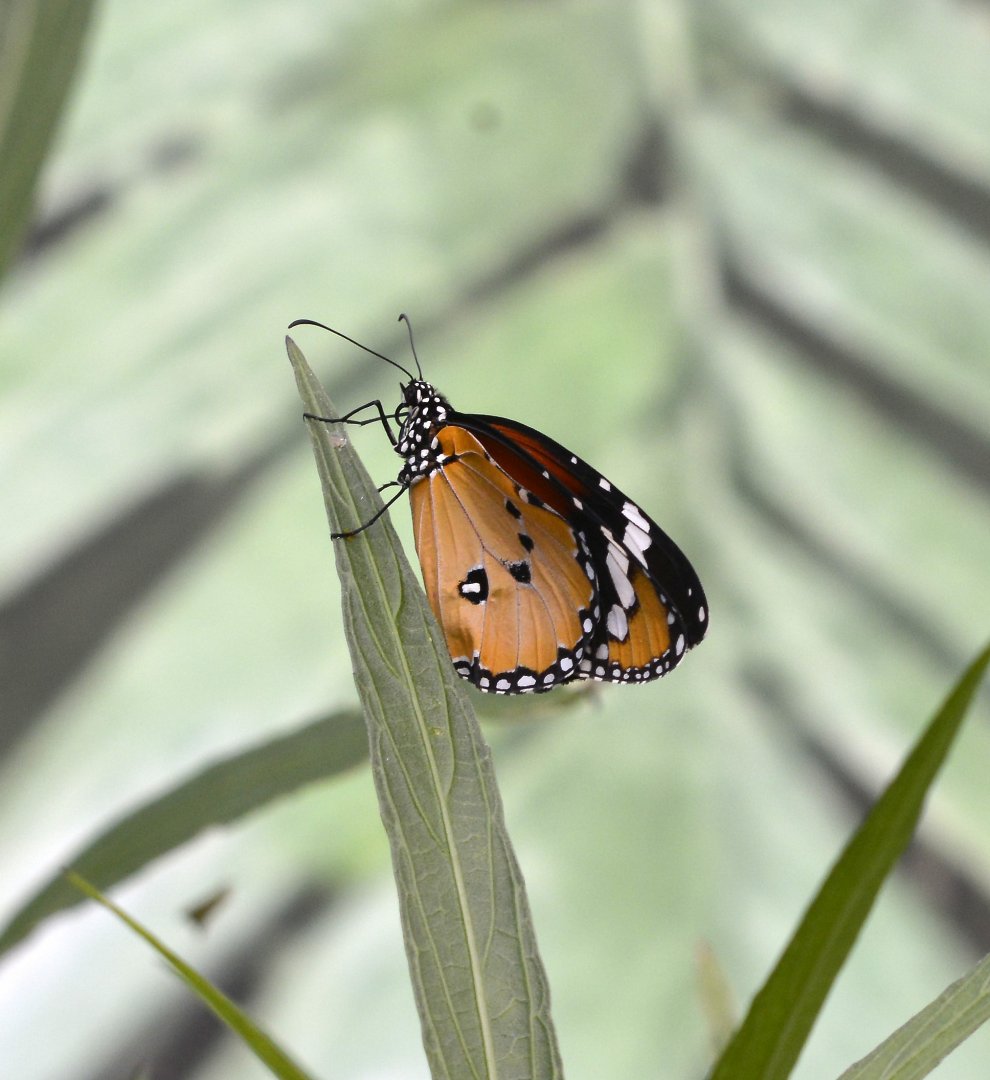 Danaus chrysippus