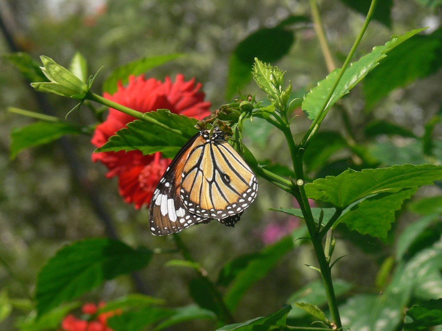 Danaus genutia 2025/11/26-4