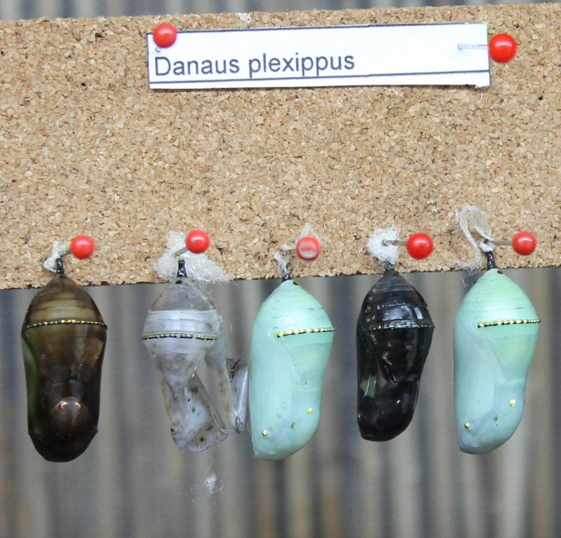 Danaus plexippus pupas