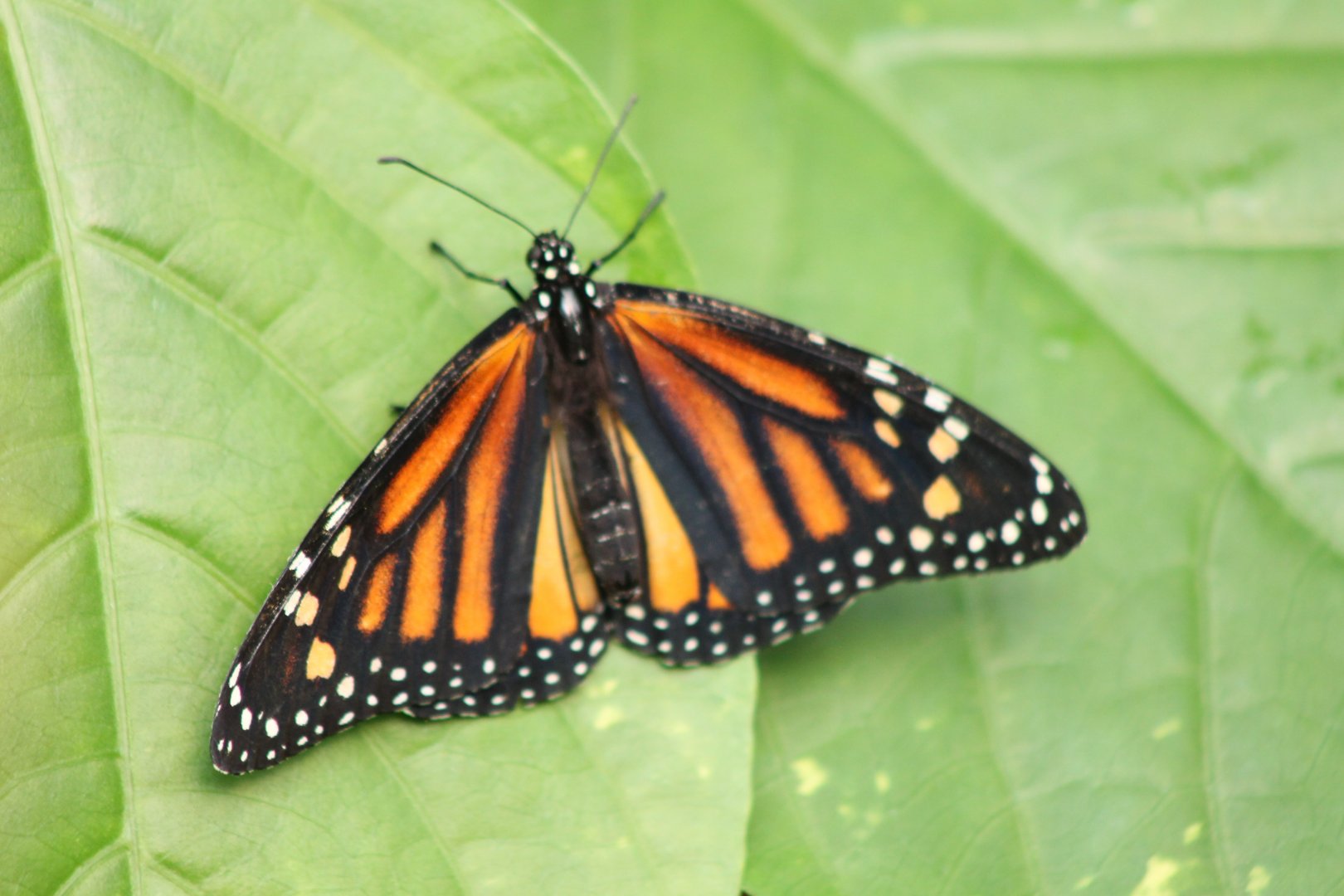 Danaus plexippus