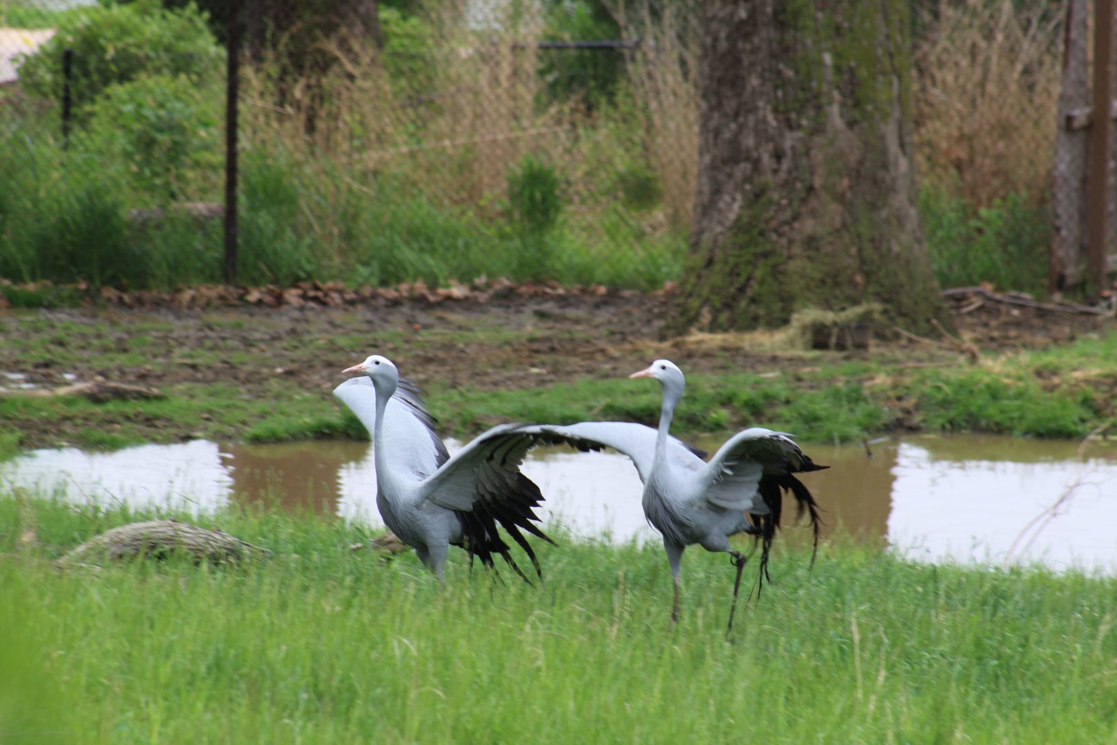 Dancing Cranes
