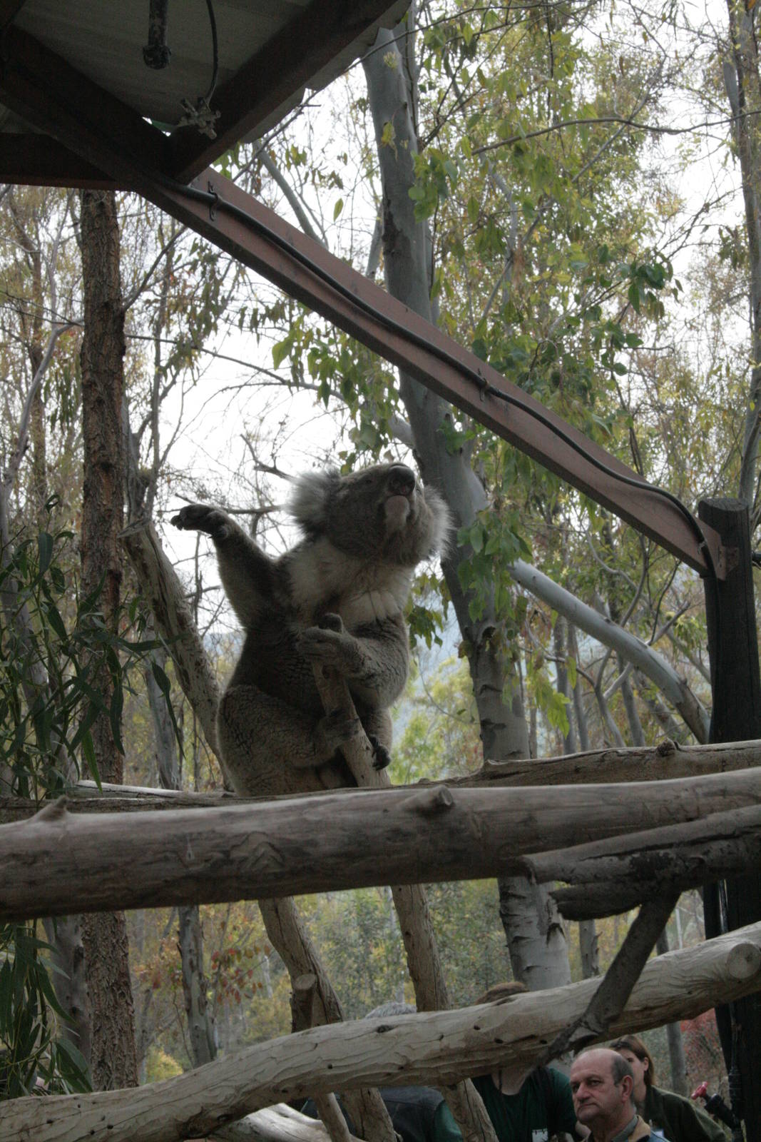 dancing koala