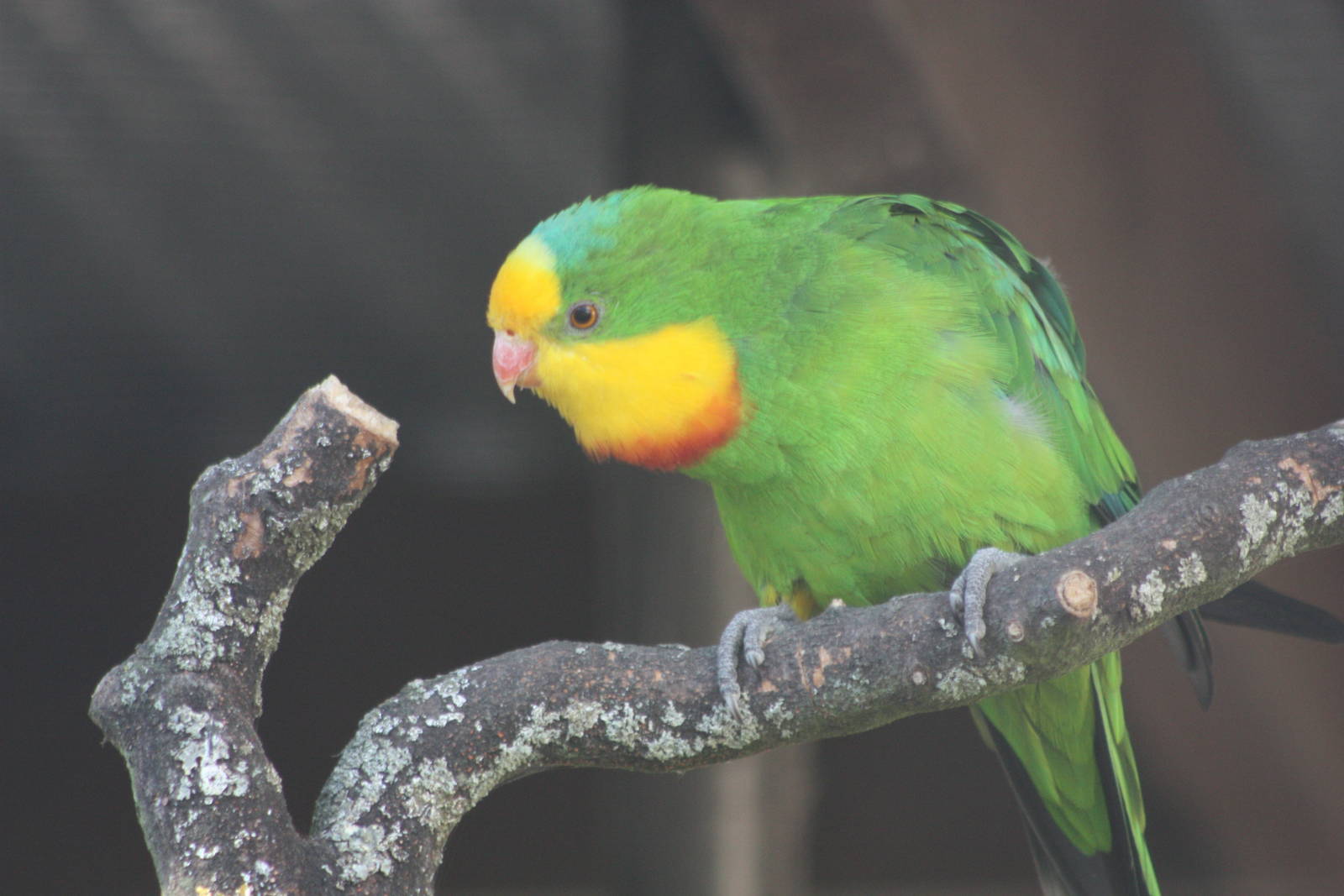 Dancing on a branch, 30th August 2014