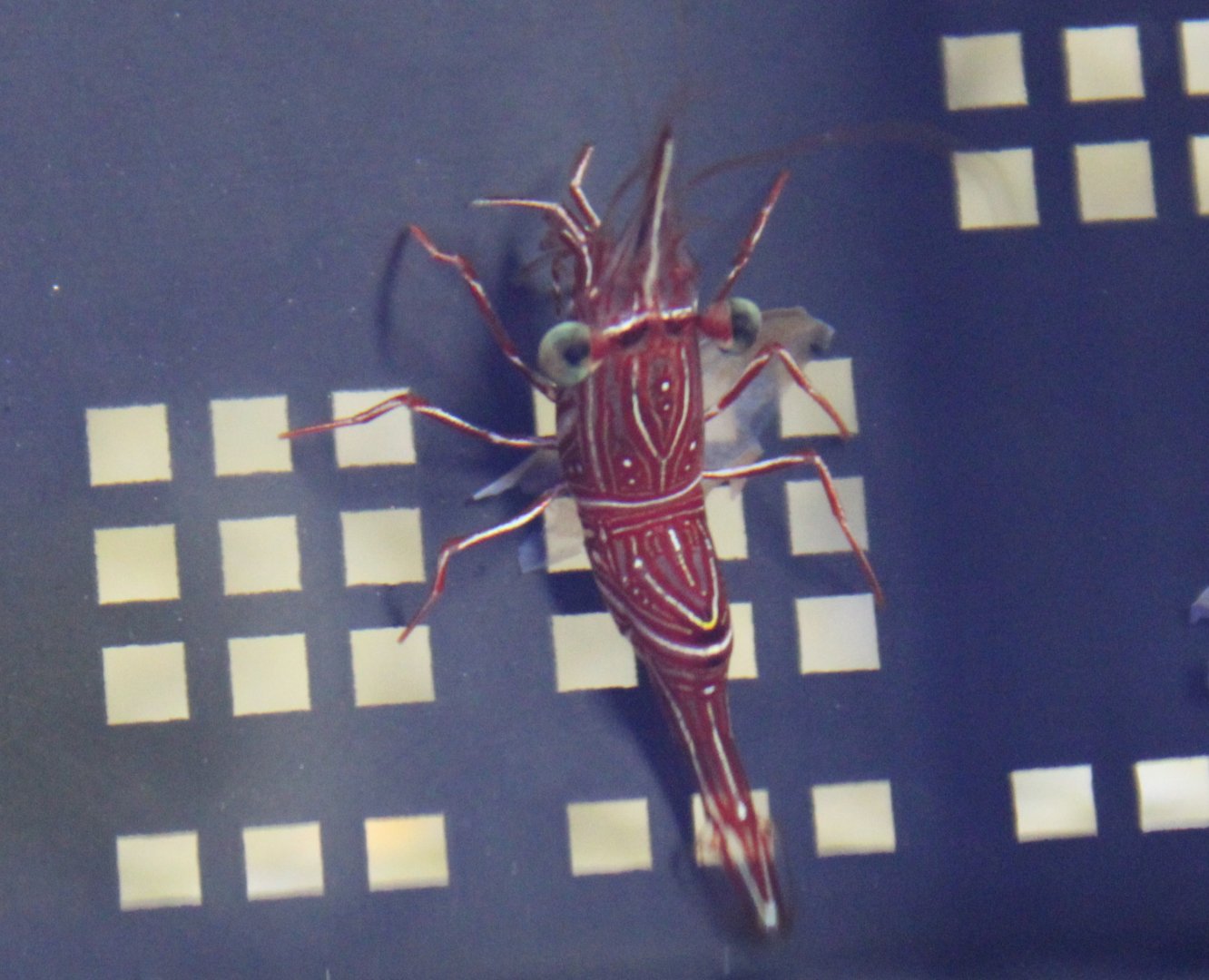 Dancing shrimp - Rhynchocinetes durbanensis