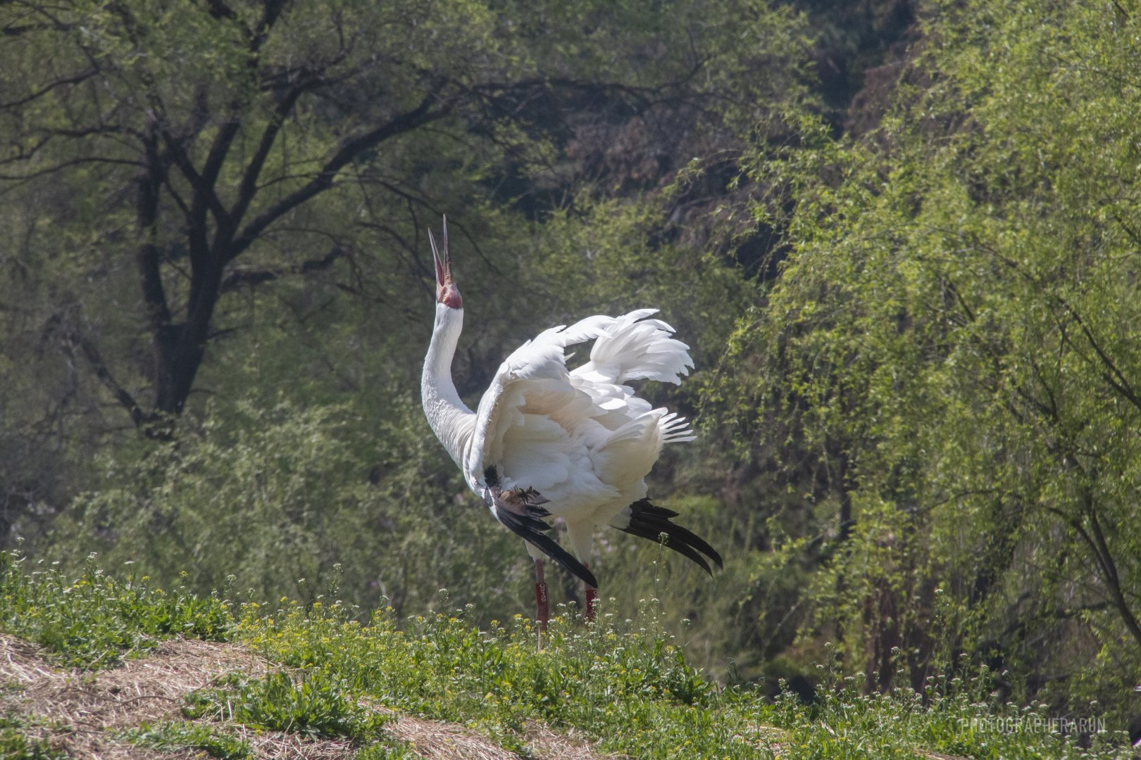 Dancing Siberian Crane
