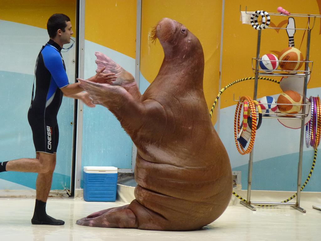 Dancing walrus, June 2013.