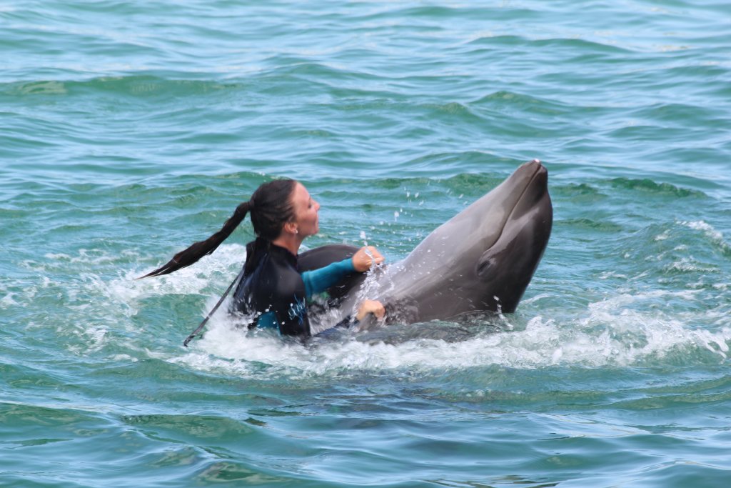 Dancing with a Wholphin