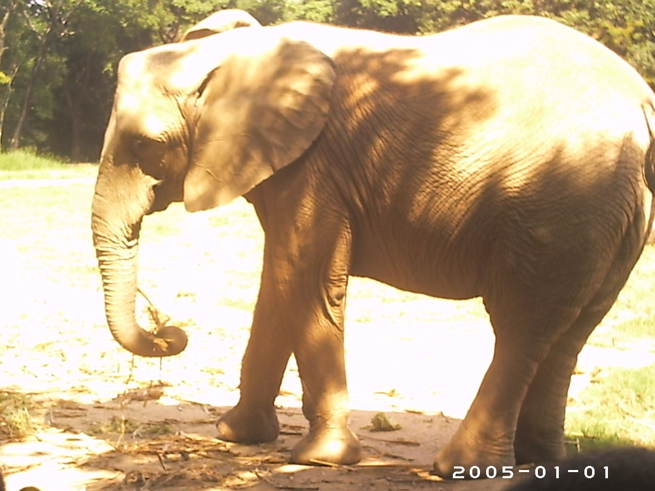 "Dandara", the elephant (2005) - Belo Horizonte zoo