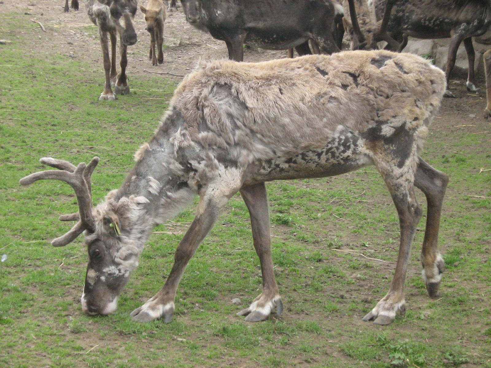 dandi male reindeer