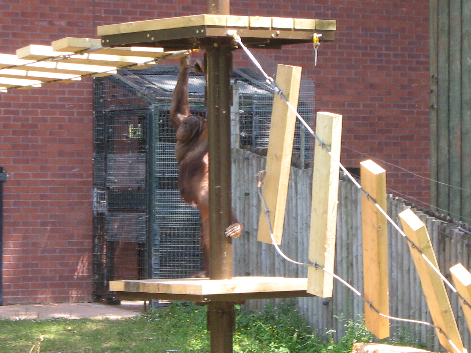 'Danger' Orangutan At Work 22 June 2010
