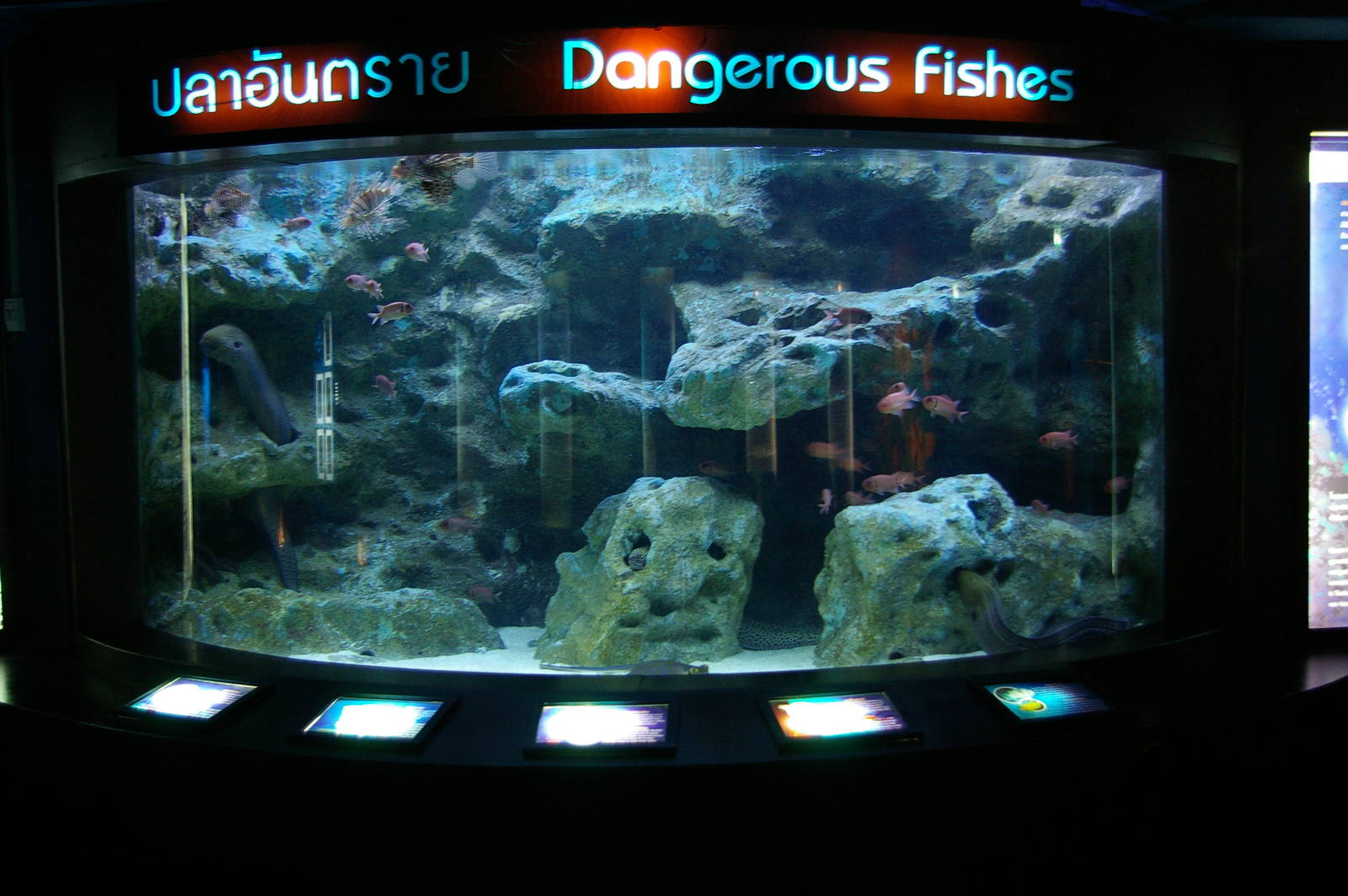 'dangerous fish' tank, Pattaya Underwater World (Thailand)