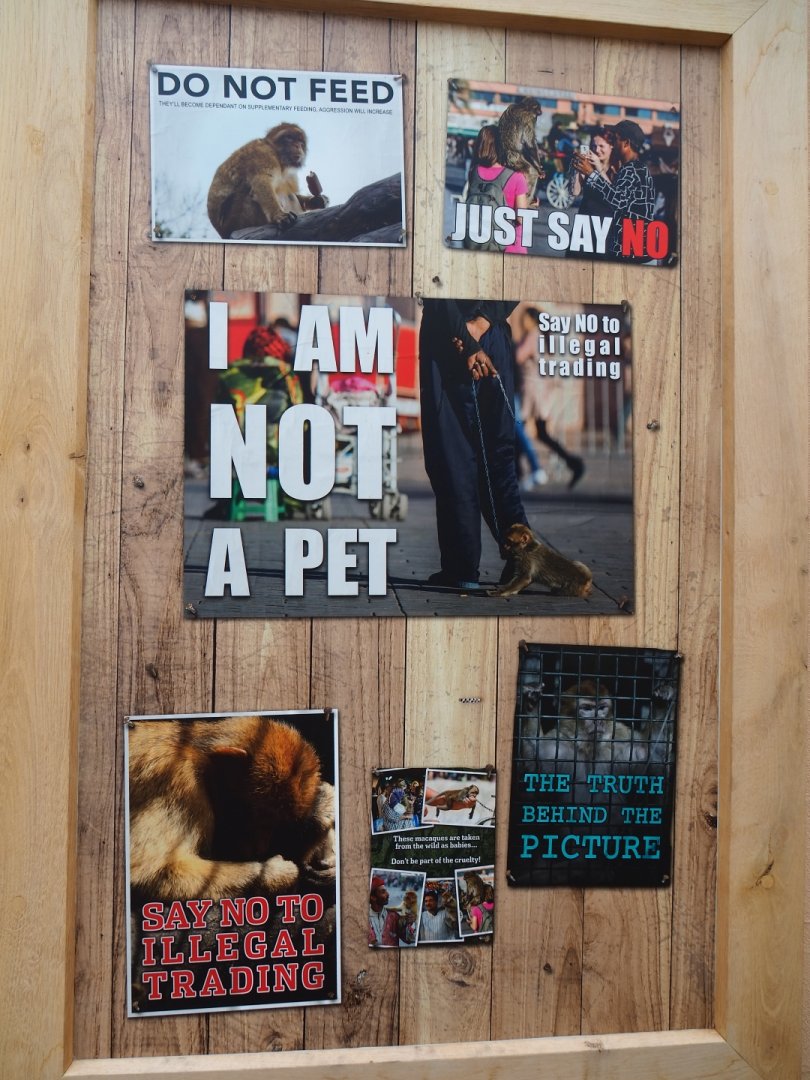 Dangers for Barbary macaques sign, 2019-06-26