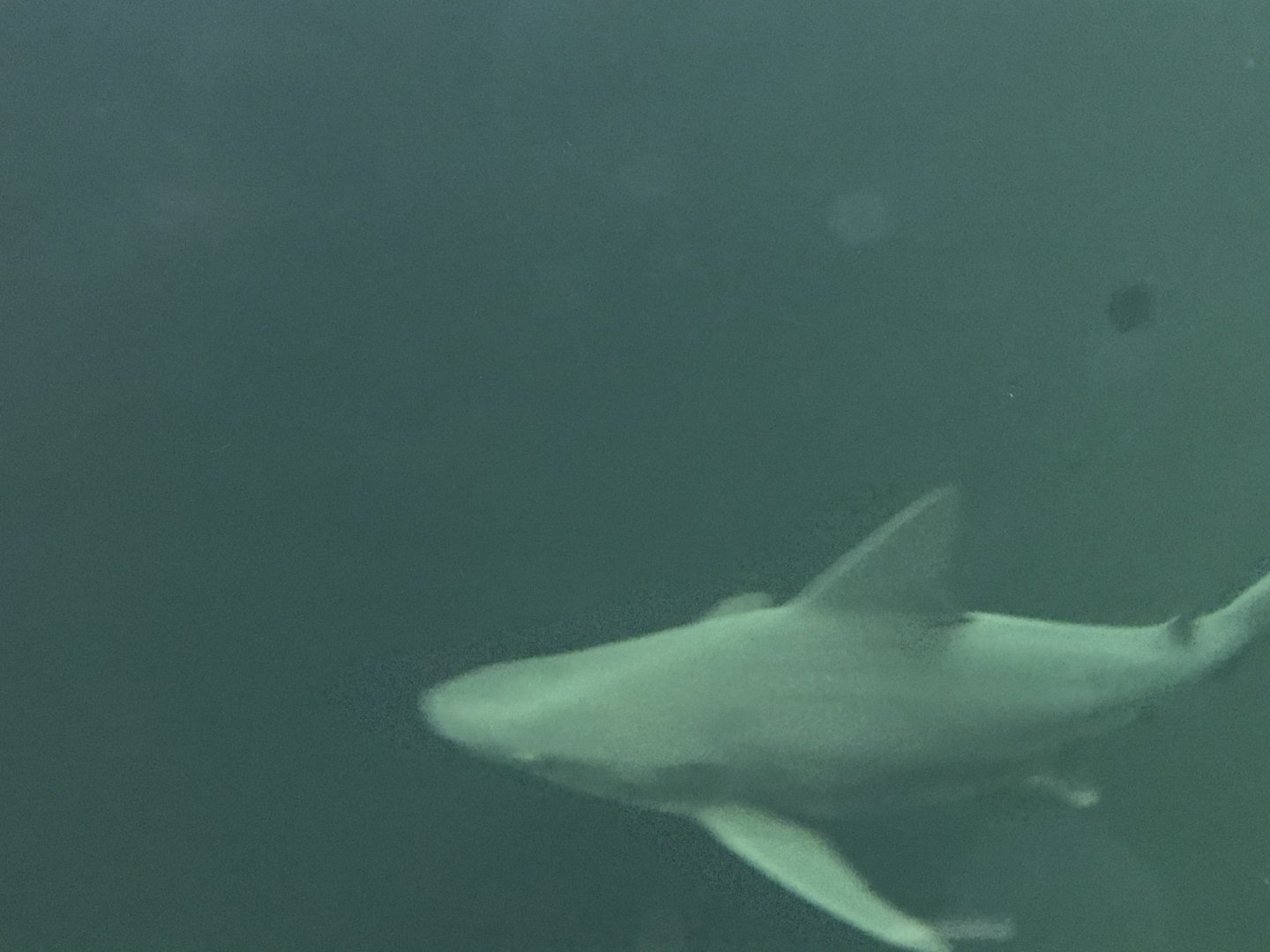 Dangers of the Depths