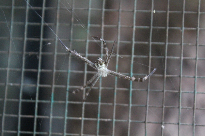 Dang's cross spider (Argiope dang)