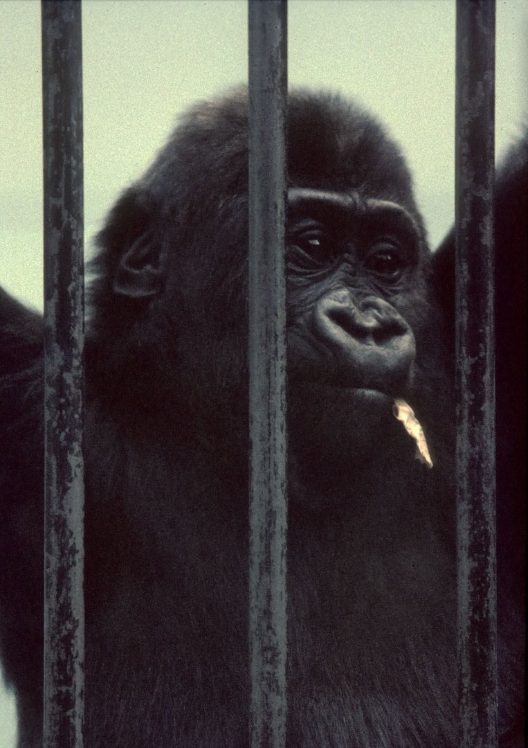 Daniel, 20th March 1973