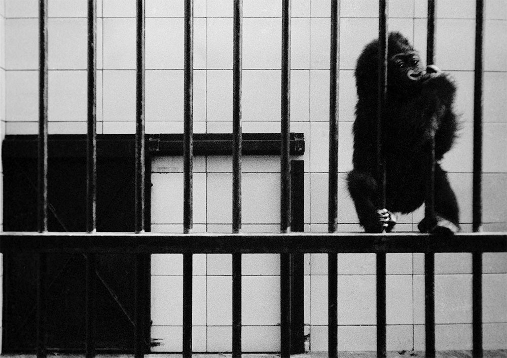 Daniel, 6th October 1971