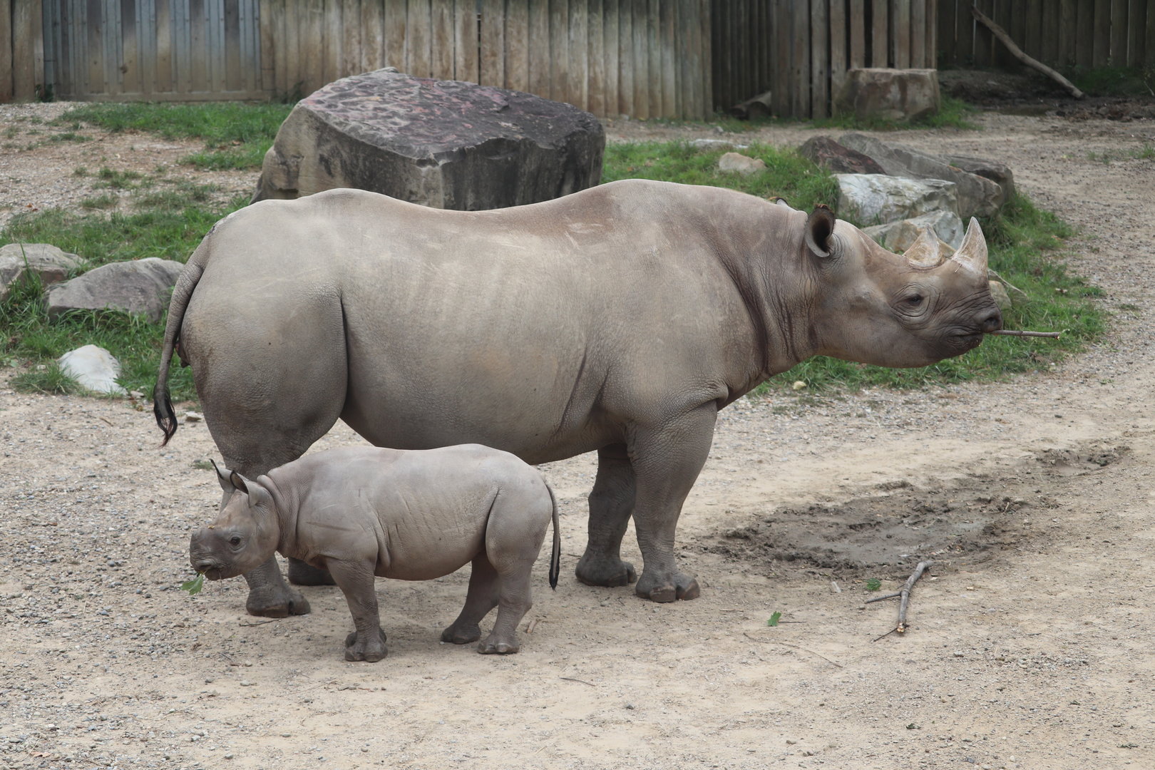 Daniel Maltz Rhino Reserve - Eastern Black Rhino - Dalia - Kibibbi