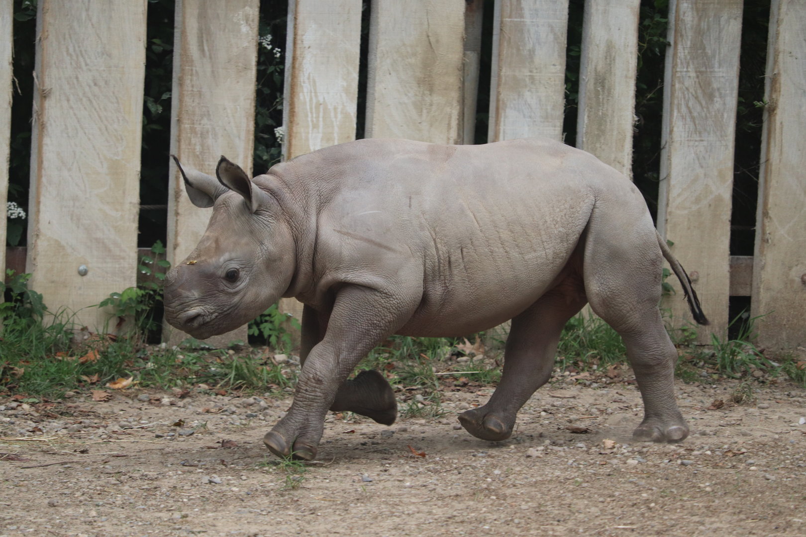 Daniel Maltz Rhino Reserve - Eastern Black Rhino - Dalia
