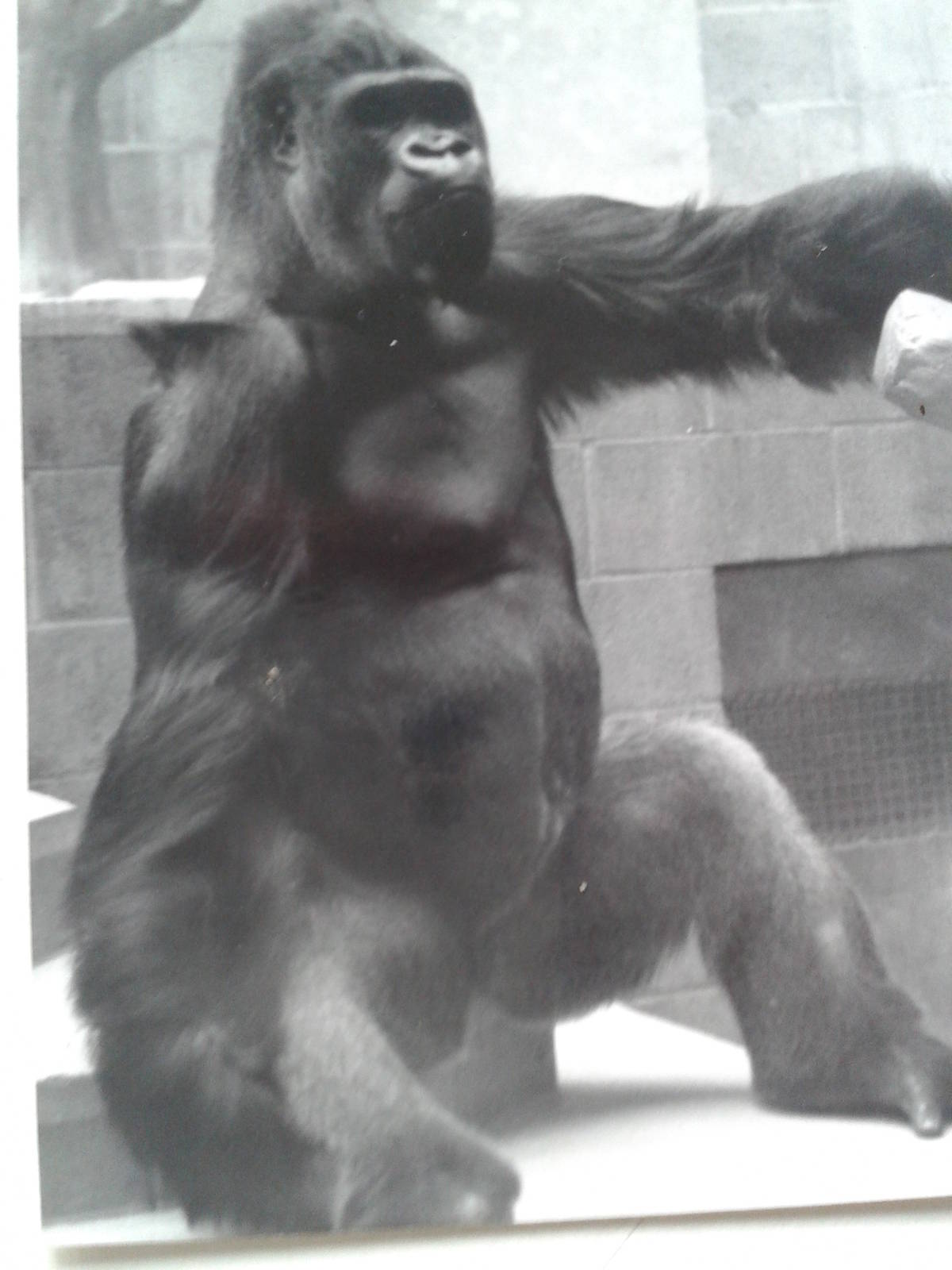 Daniel the Gorilla 1983