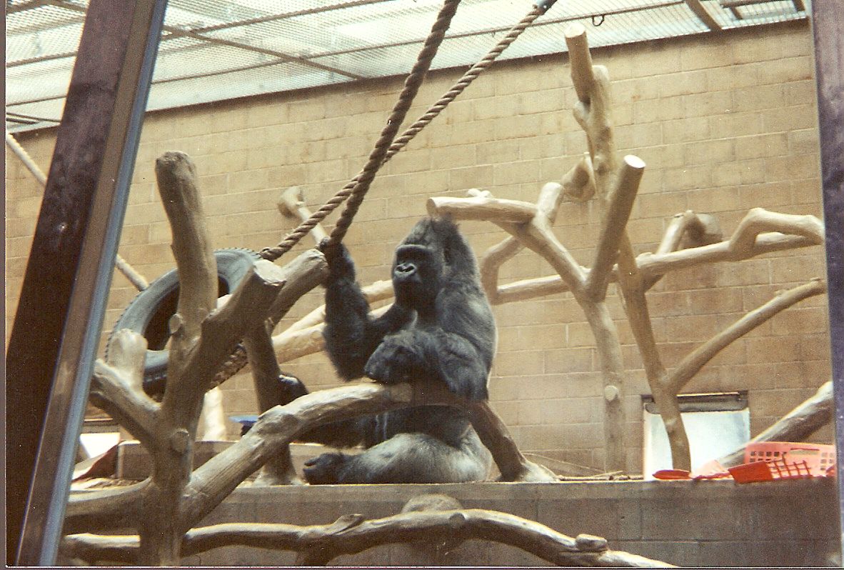 Daniel the gorilla at Bristol Zoo, 26 June 1994