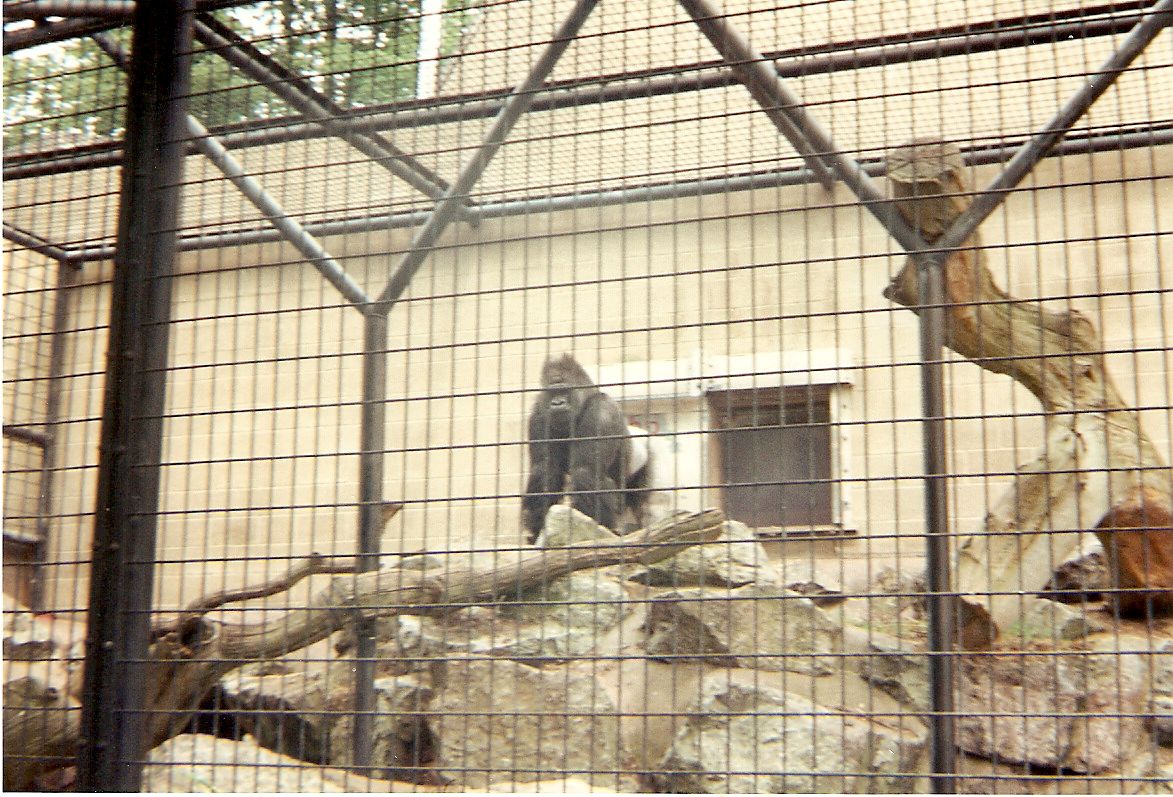 Daniel the gorilla at Bristol Zoo, 26 June 1994