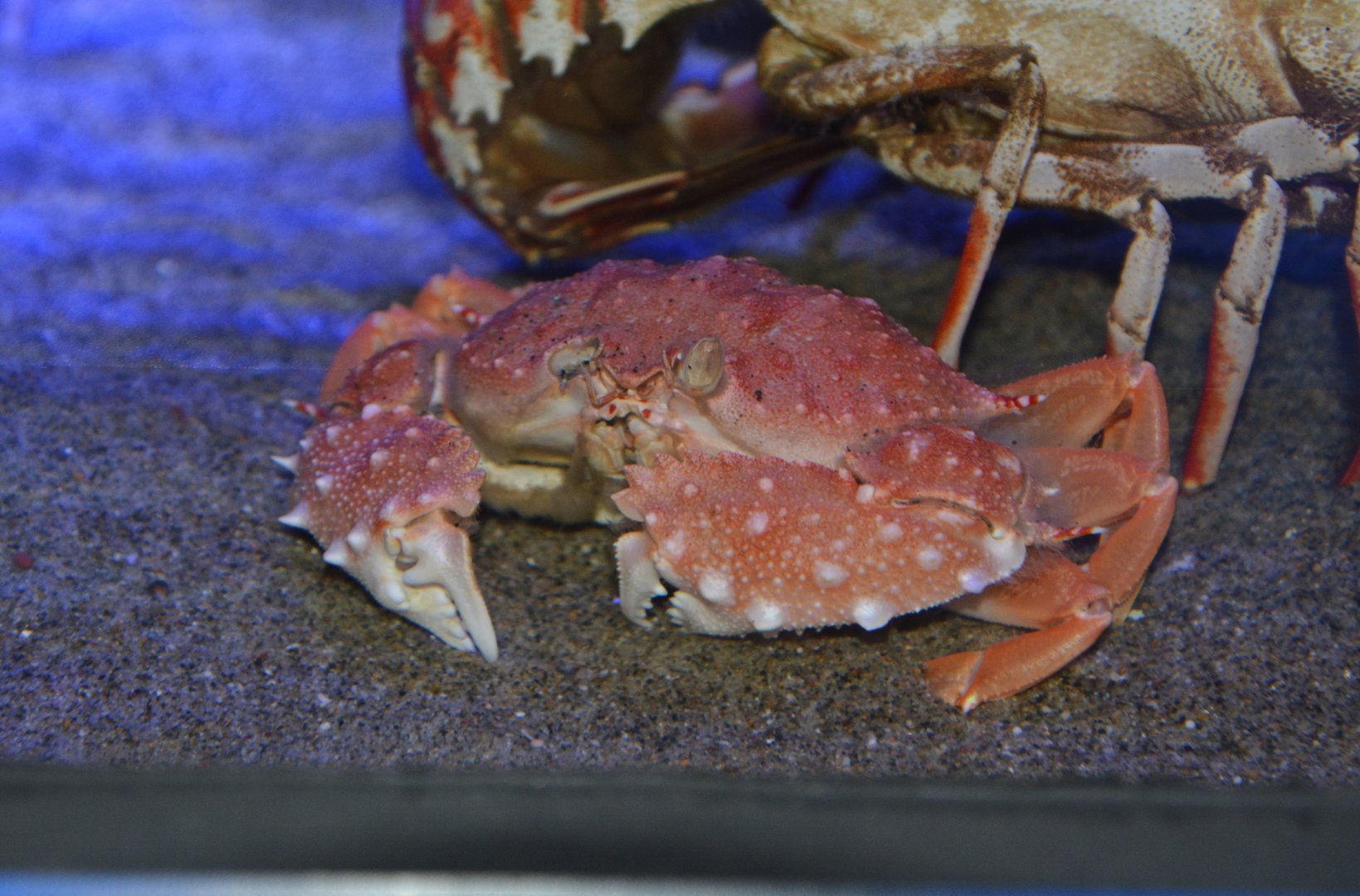 Danigo's crab (Mursia danigoi)