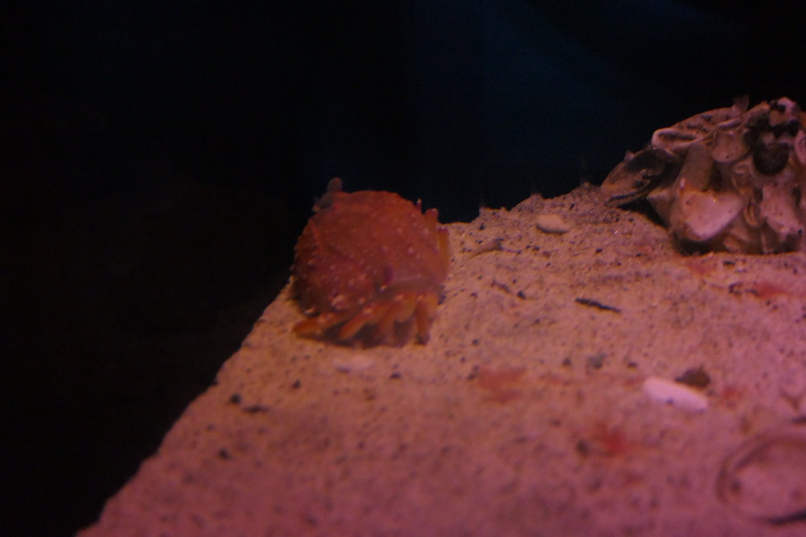 Danigo's Crab (Mursia danigoi)