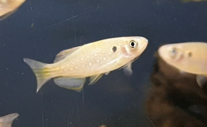 Danio dangila