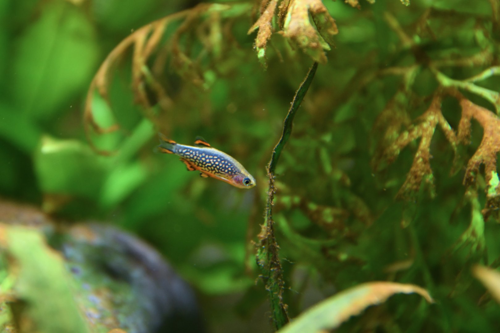 Danio margaritatus