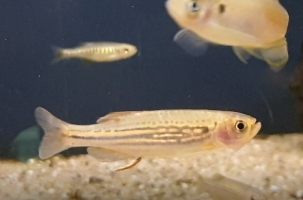 Danio meghalayensis