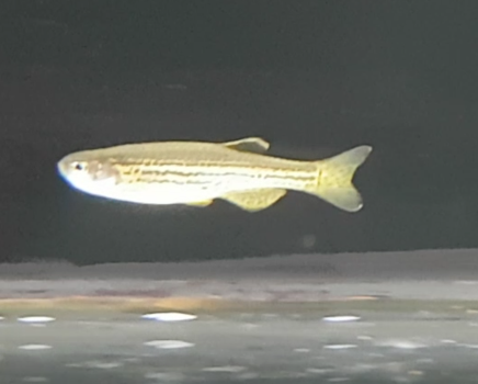 Danio rerio var 'frankei' - Leopard danio
