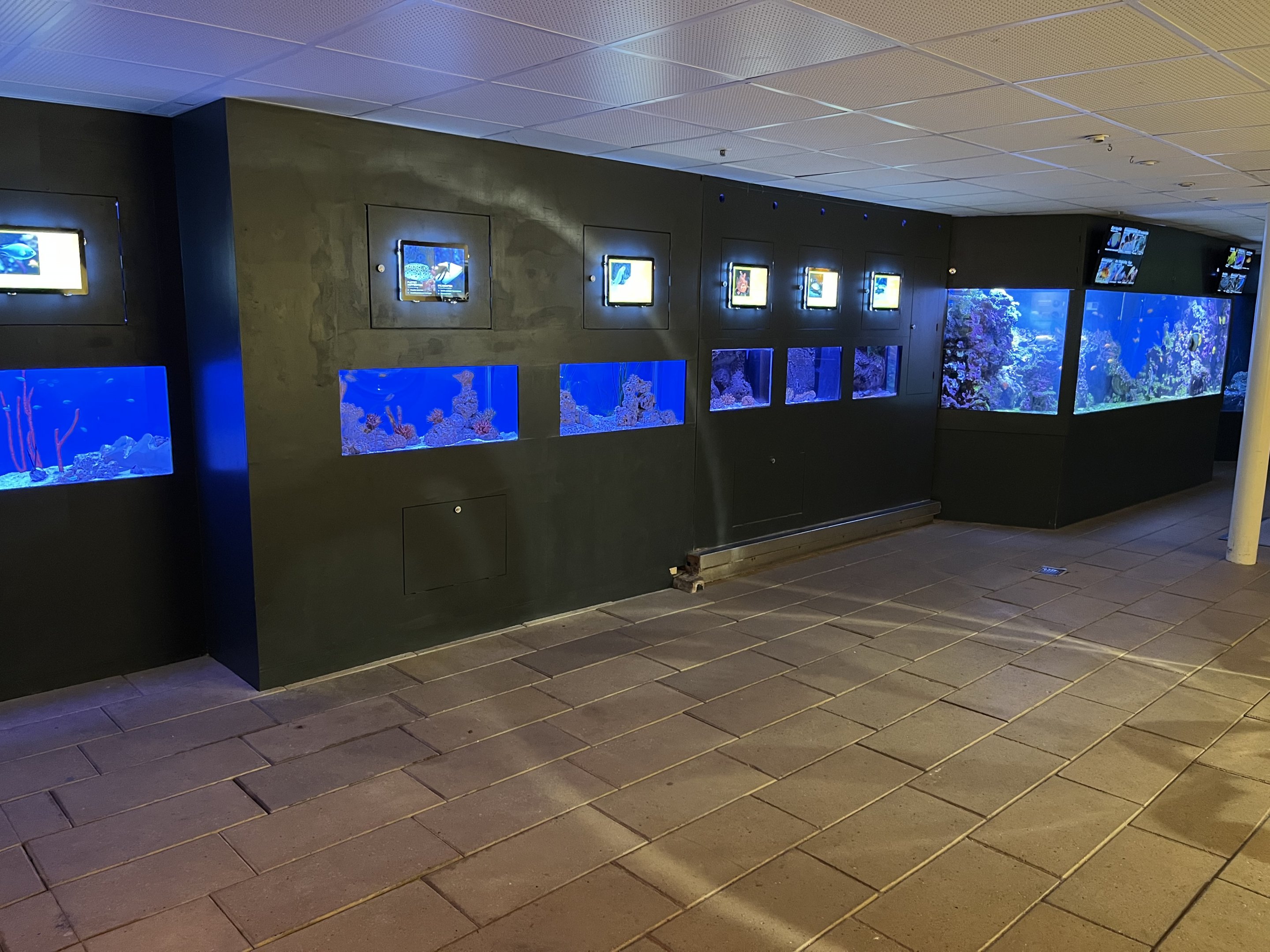 Danish Species - Jewel Tanks