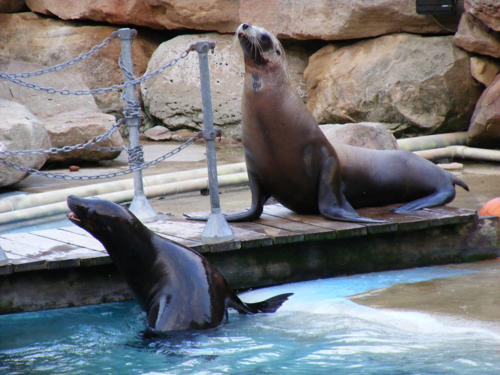 Dante and Harley the Californian sea lions at Chessington Zoo, 25 June 2010