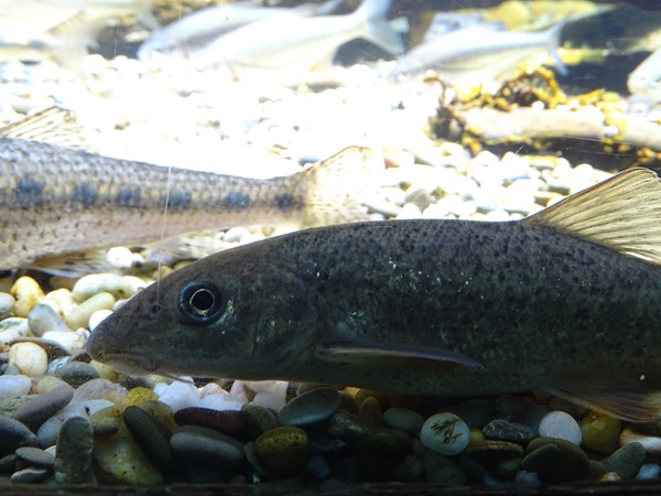 Danube barbel (Barbus balcanicus)