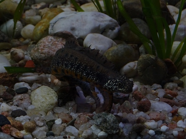 Danube crested newt (Triturus dobrogicus)