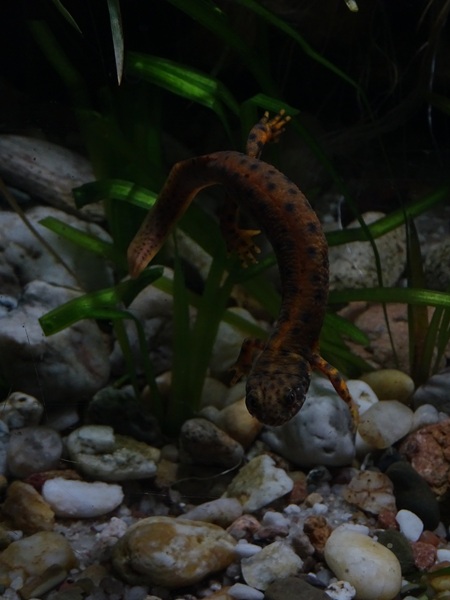 Danube crested newt (Triturus dobrogicus)