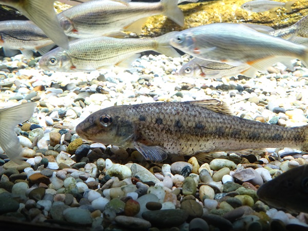 Danube gudgeon (Gobio obtusirostris) & Schneider (Alburnoides bipunctatus)