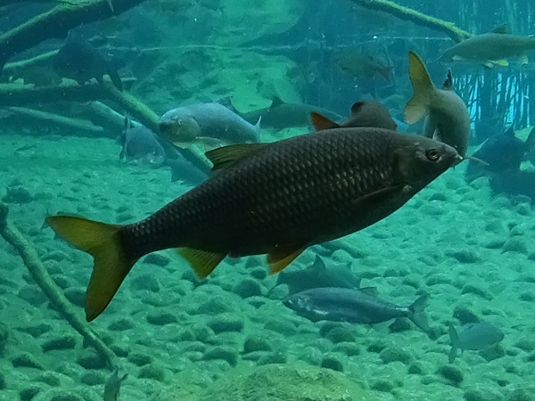 Danube roach / Pigo (Rutilus (pigus) virgo)