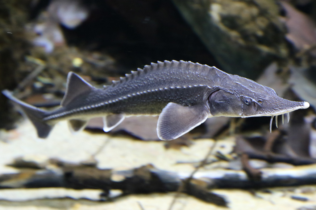 Danube Sturgeon at Den Blå Planet 14/01/2017