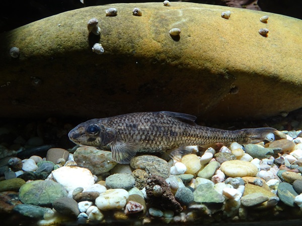 Danube whitefin gudgeon (Romanogobio vladykovi)