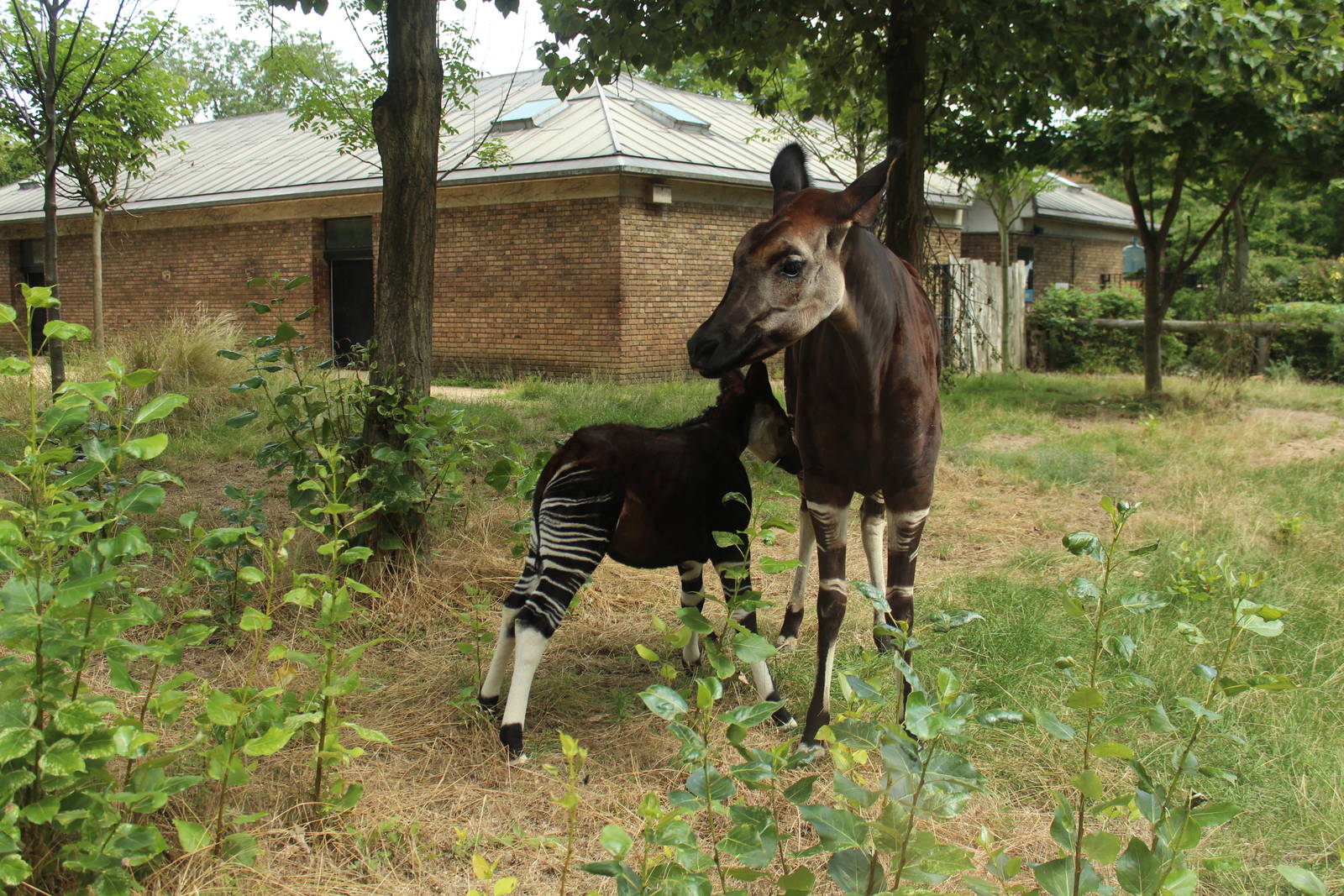 Daphne the Okapi August 2013