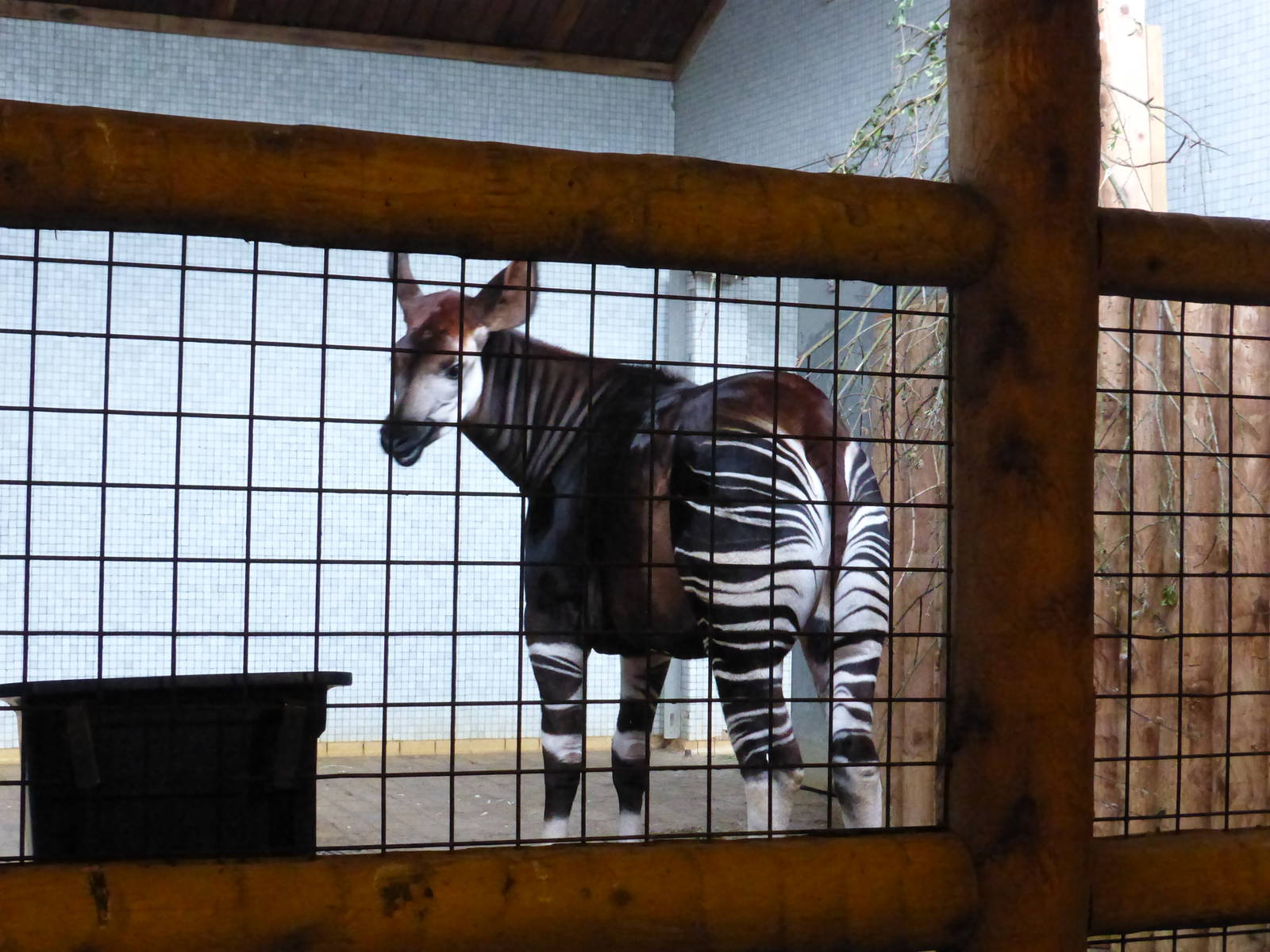 Daphne the Okapi -