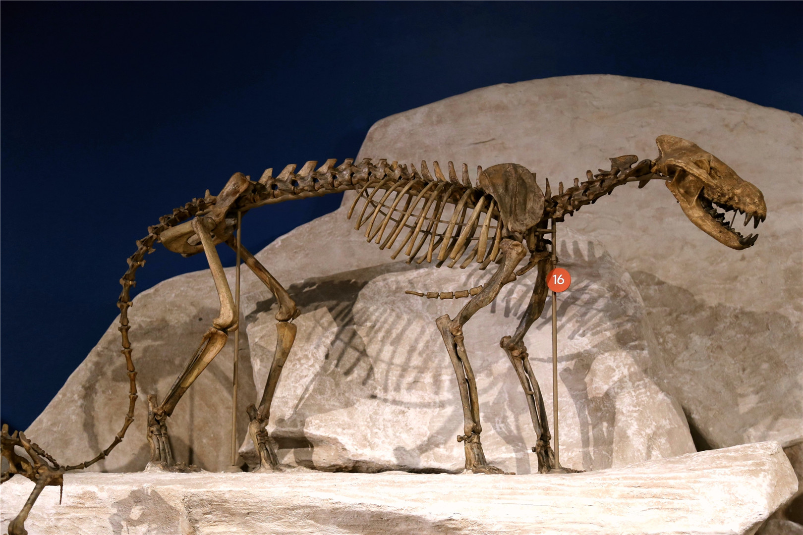 Daphoenodon superbus