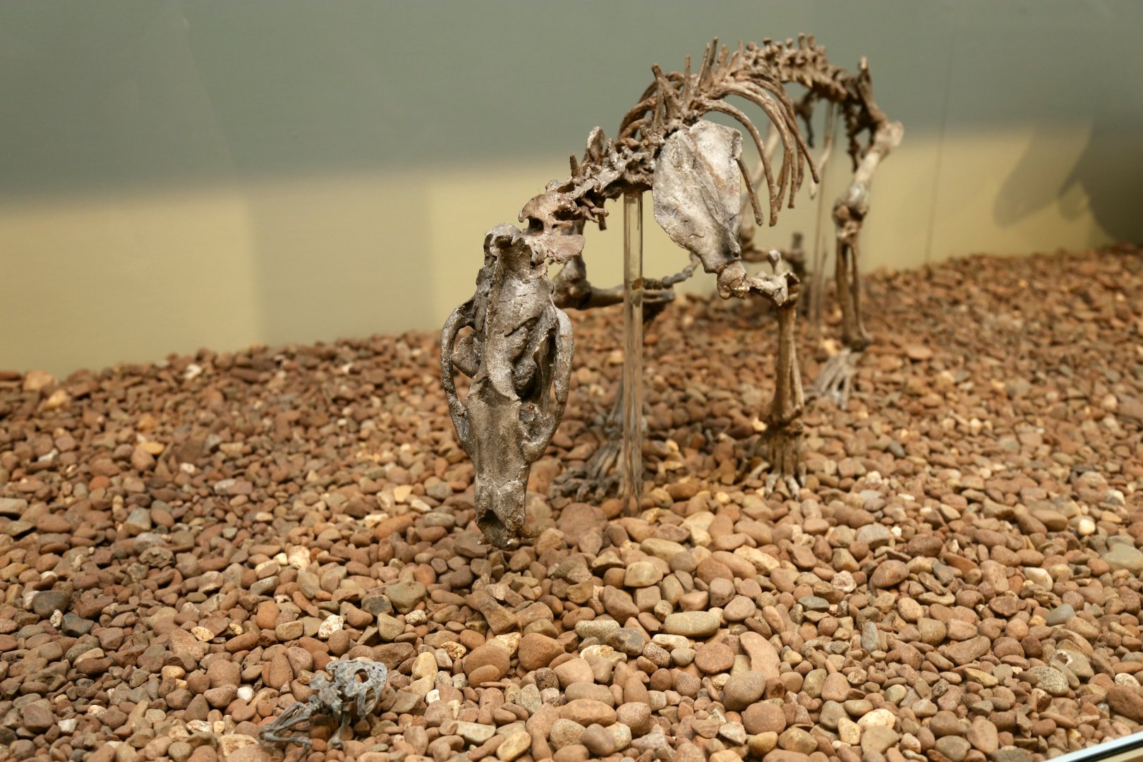 Daphoenodon