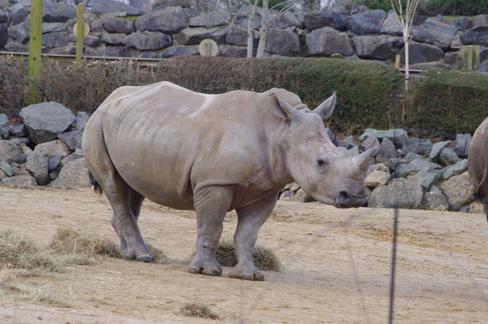 Dara- Southern white rhino- 17/2/2025