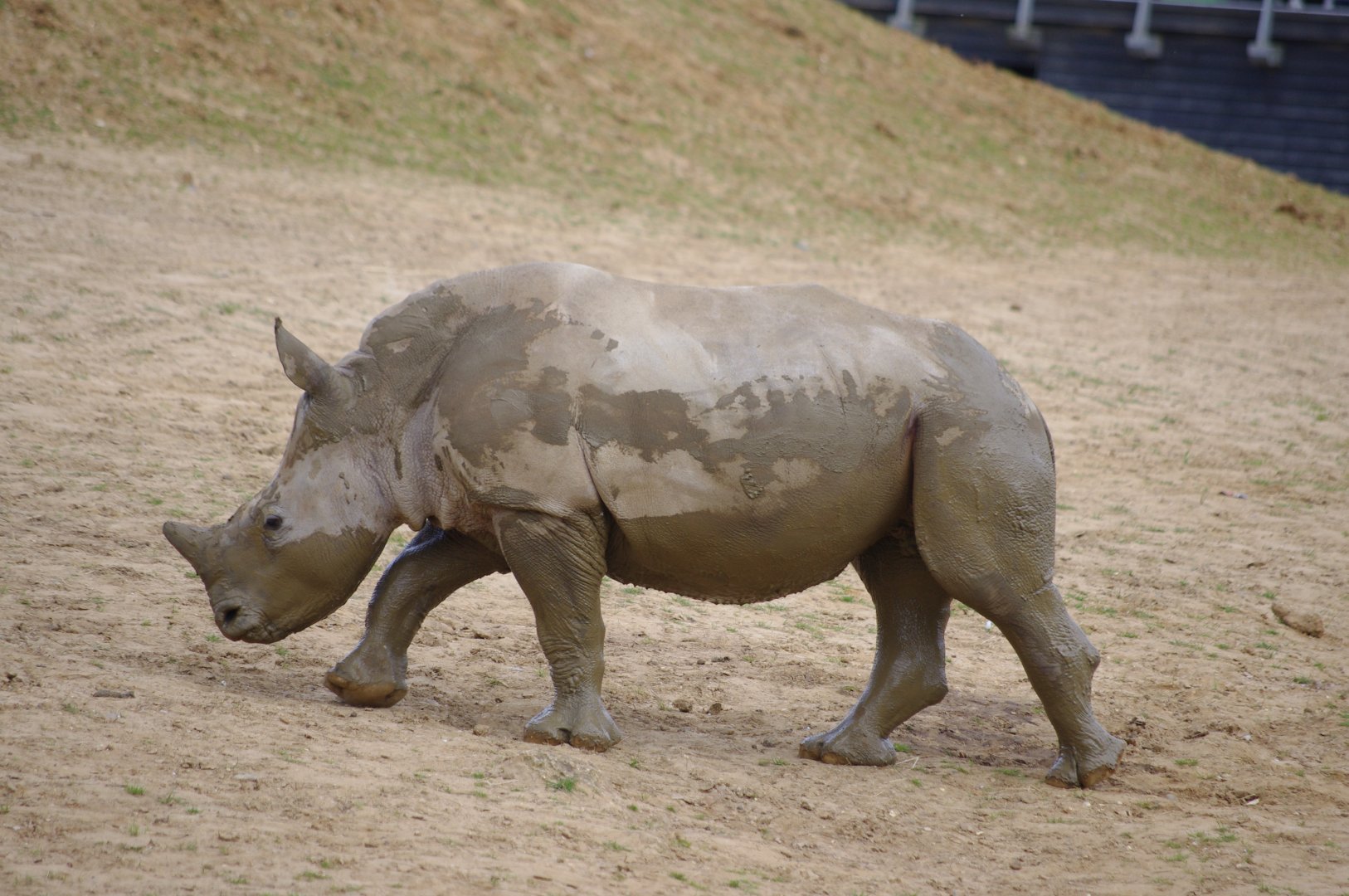 Dara- Southern White Rhino calf- 11/4/2024
