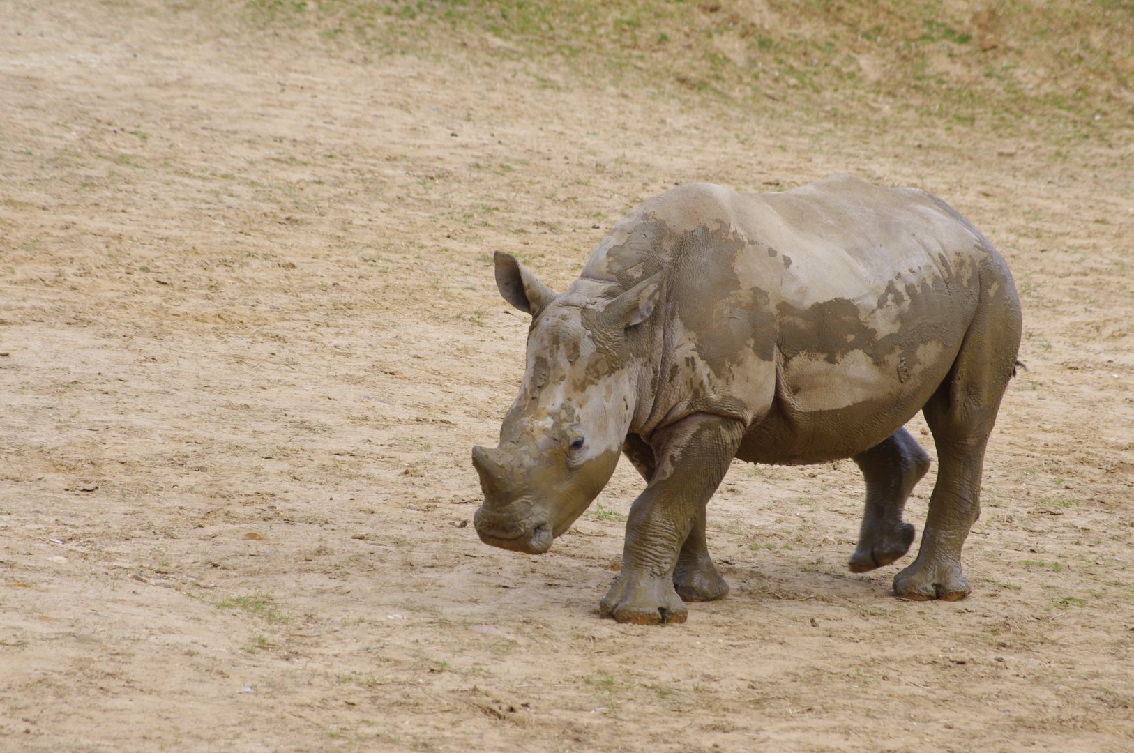 Dara- Southern White Rhino calf- 11/4/2024