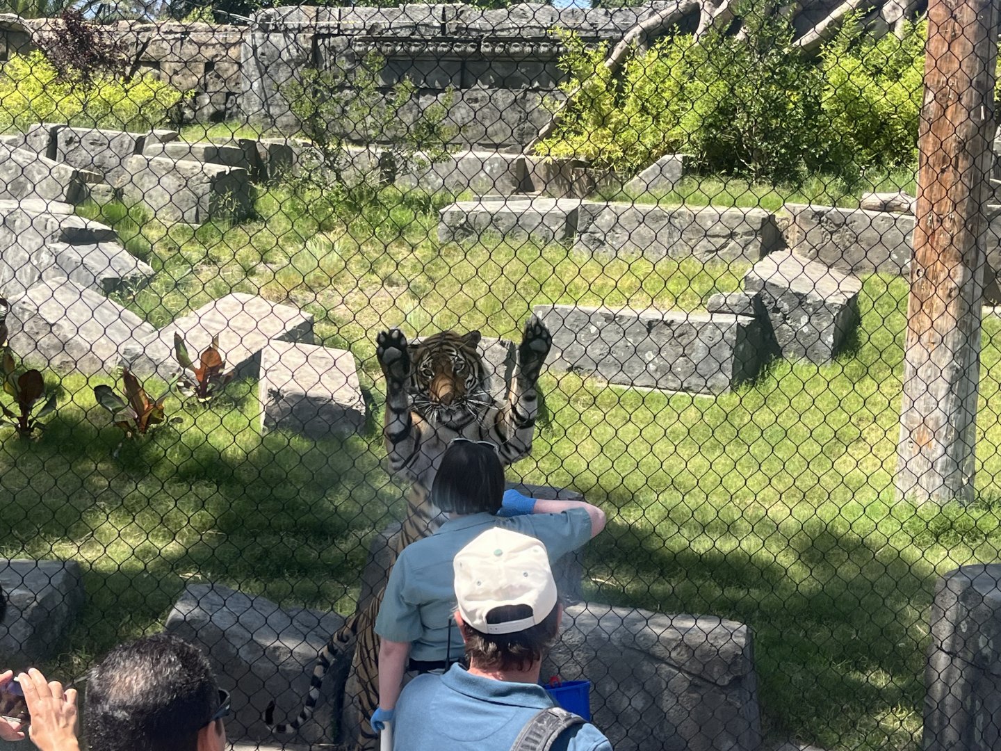 Dara the Malayan Tiger at Tiger chat