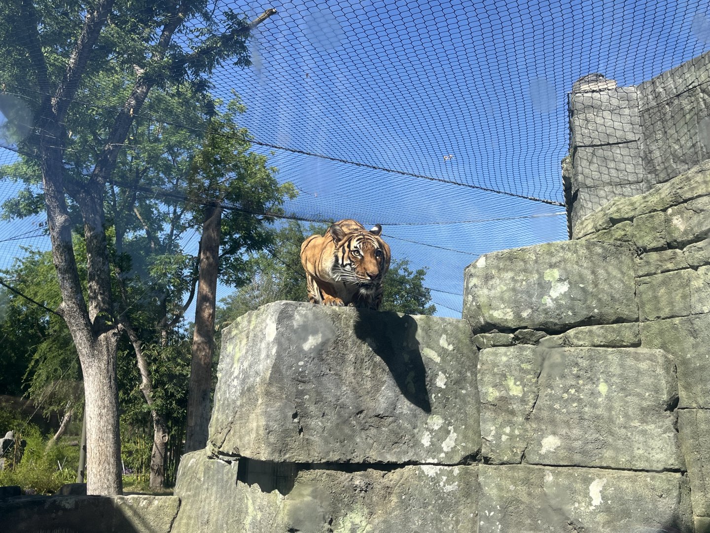 Dara the Malayan Tiger