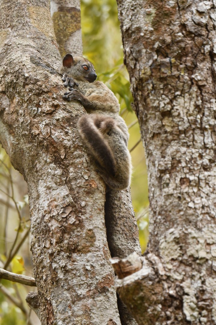 Daraina sportive lemur (Lepilemur milanoii)